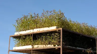 Forest plantation on degraded grassland in Uruguay