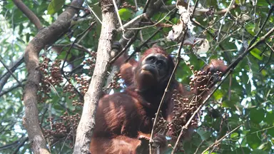 Peatland restoration and conservation in Indonesia